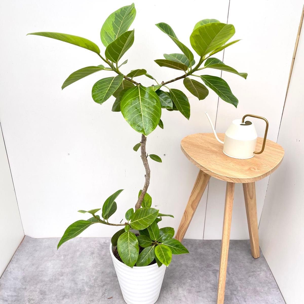 ［現品］13番　フィカス　アルテシマ　曲がり　8号　観葉植物　おしゃれ　ゴムの木 ［現品］13番　フィカス　アルテシマ　曲がり　8号　観葉植物　おしゃれ　ゴムの木